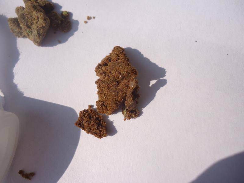 High Grade Reddish Moroc With Foreign Genetics From Coffeeshops, April, 2021.JPG