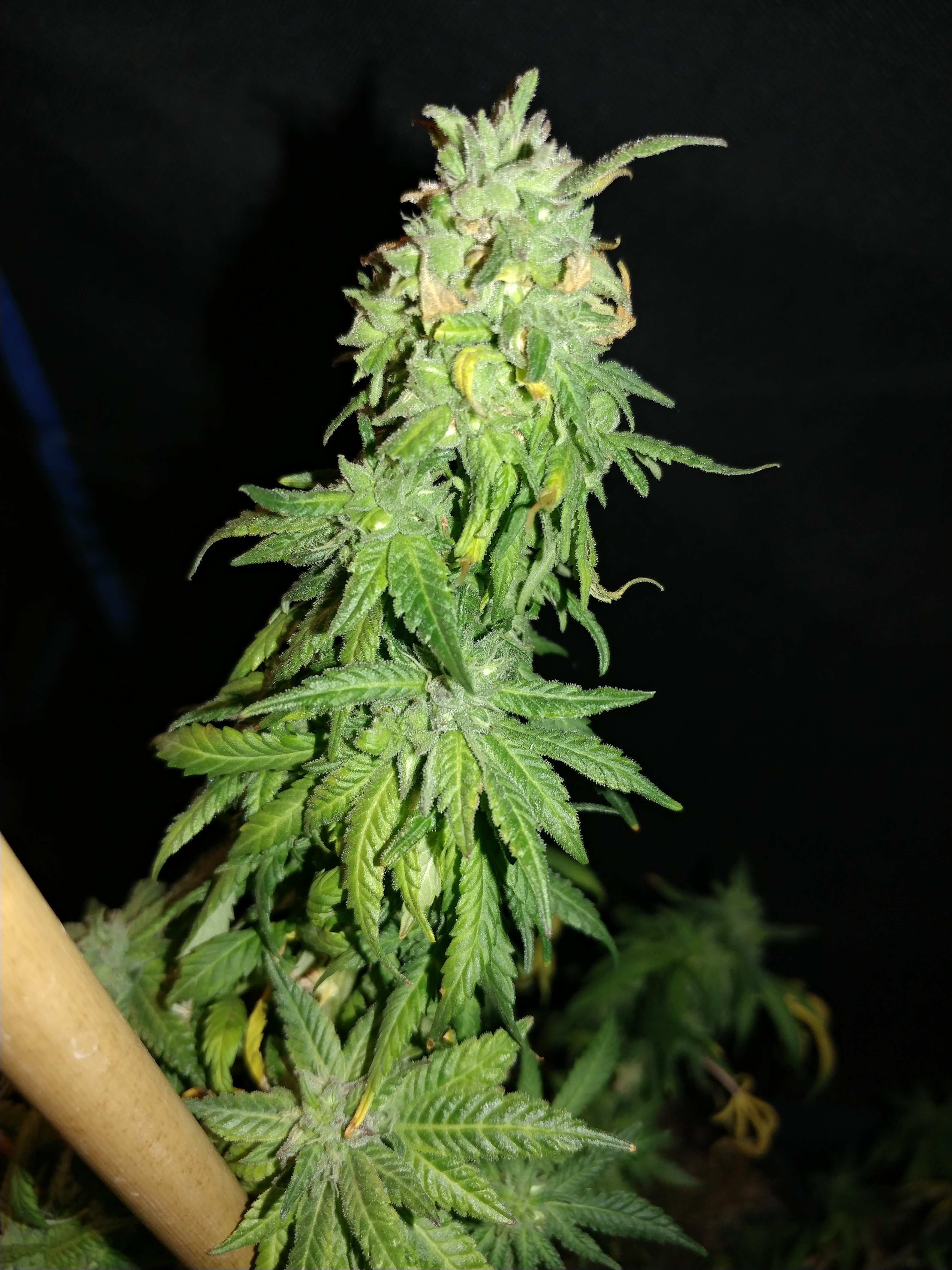 Icemud_GDP_strain_Sour Grapes_seed_project (1).jpg