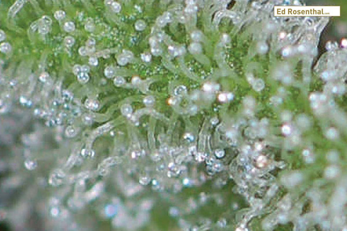 Click image for larger version  Name:	immature-cannabis-trichomes_2_ed_rosenthal.jpg Views:	0 Size:	103.5 KB ID:	17885225