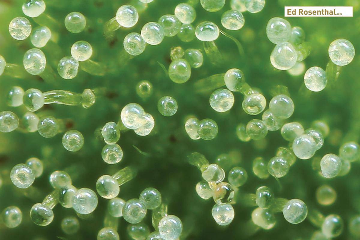 Click image for larger version  Name:	immature-cannabis-trichomes_ed_rosenthal.jpg Views:	0 Size:	100.6 KB ID:	17885226