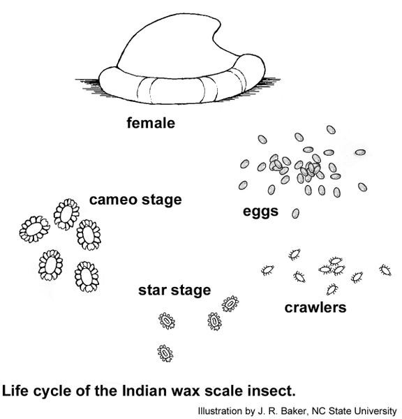 indian_wax_scale_life_cycle.jpg