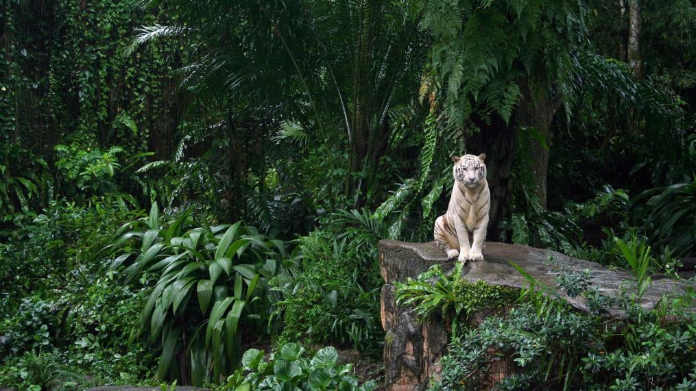 jungle-animals-tigers-white-tiger-1920x1080-hd-wallpaper2.jpg