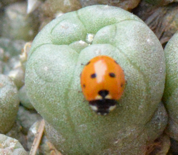 Ladybug 3.jpg