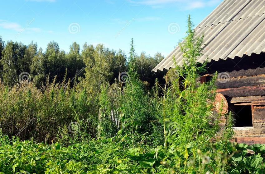 large-green-bushes-wild-cannabis-ruderalis-garden-village-russian-siberia-growing-large-green-...jpg