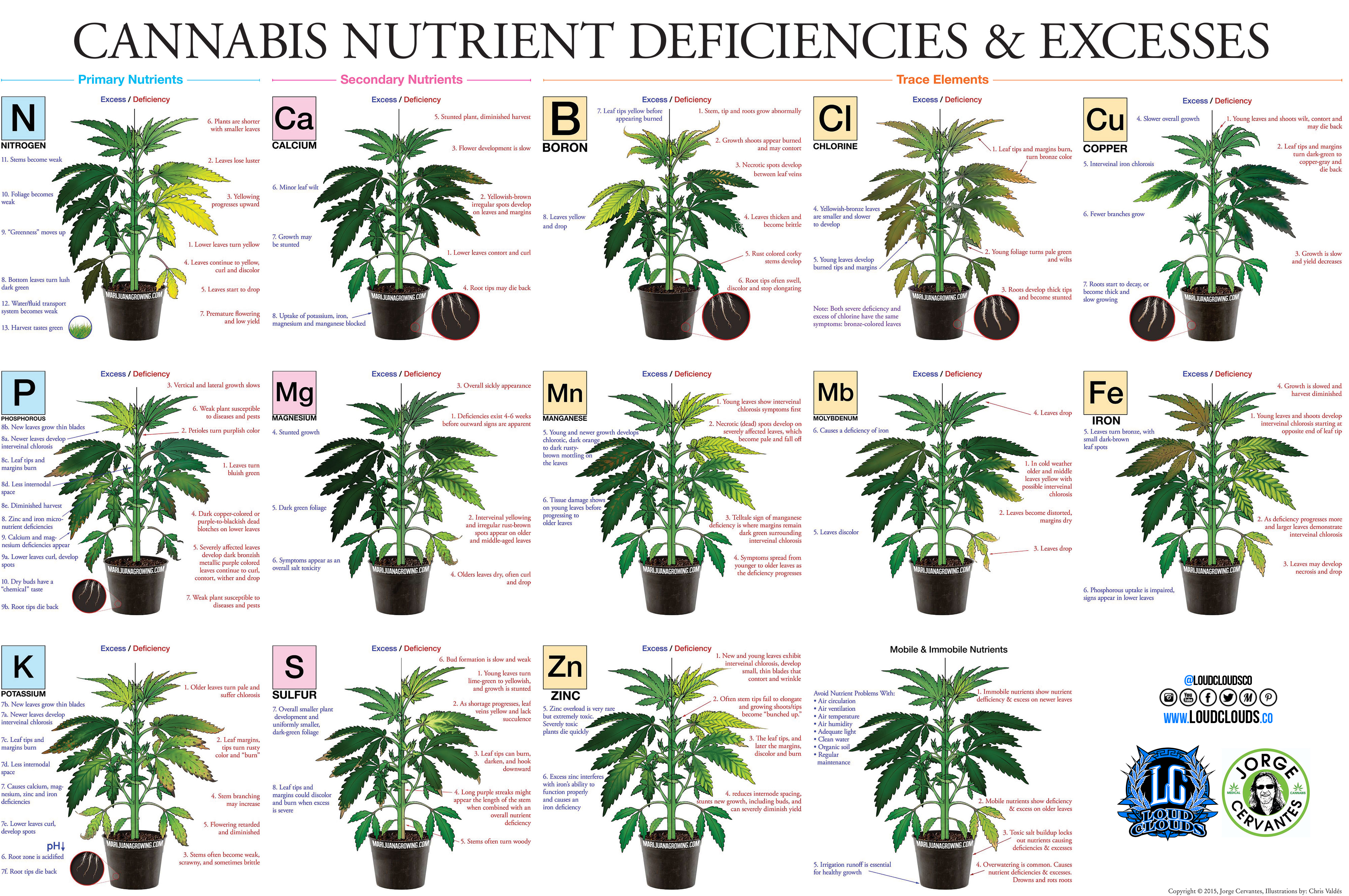 LARGE marijuana-deficiency-chart-jorge-cervantes.jpg