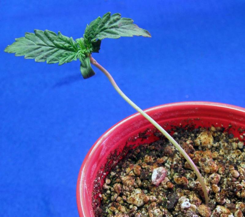 marijuana-seedling.jpg