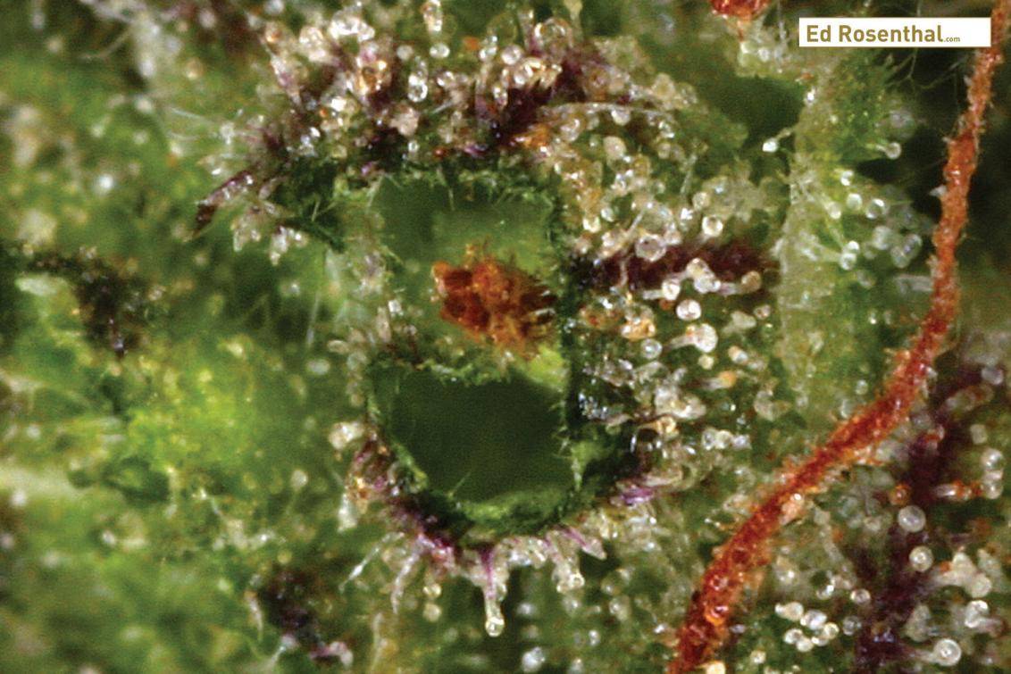 Click image for larger version  Name:	mature-cannabis-trichomes_2_ed_rosenthal.jpg Views:	0 Size:	131.0 KB ID:	17885227