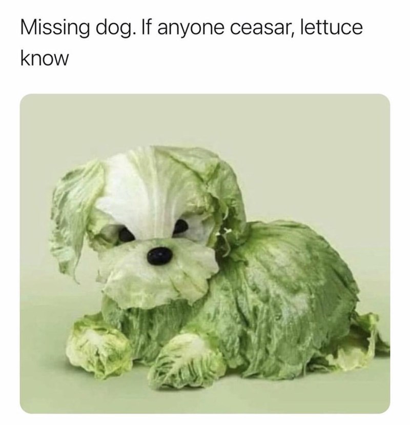 missing-dog-if-anyone-ceasar-lettuce-know.jpeg