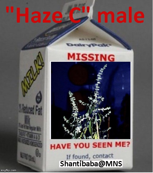 missing haze c male milk carton.jpg