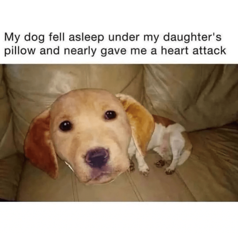my-dog-fell-asleep-under-my-daughters-pillow-and-nearly-gave-heart-attack.png