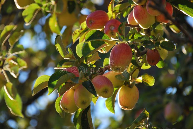 nice-crop-small-yellow-red-apples-sun-dappled-tree-autumn-sun-tree-small-apples-which-unusuall...jpg