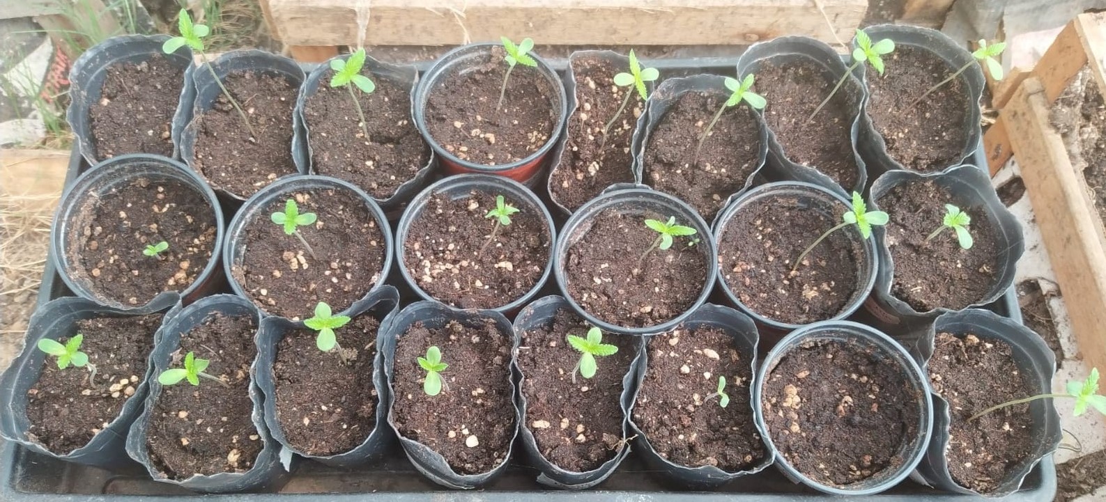 NL5 x Hz grow germination (1).jpeg