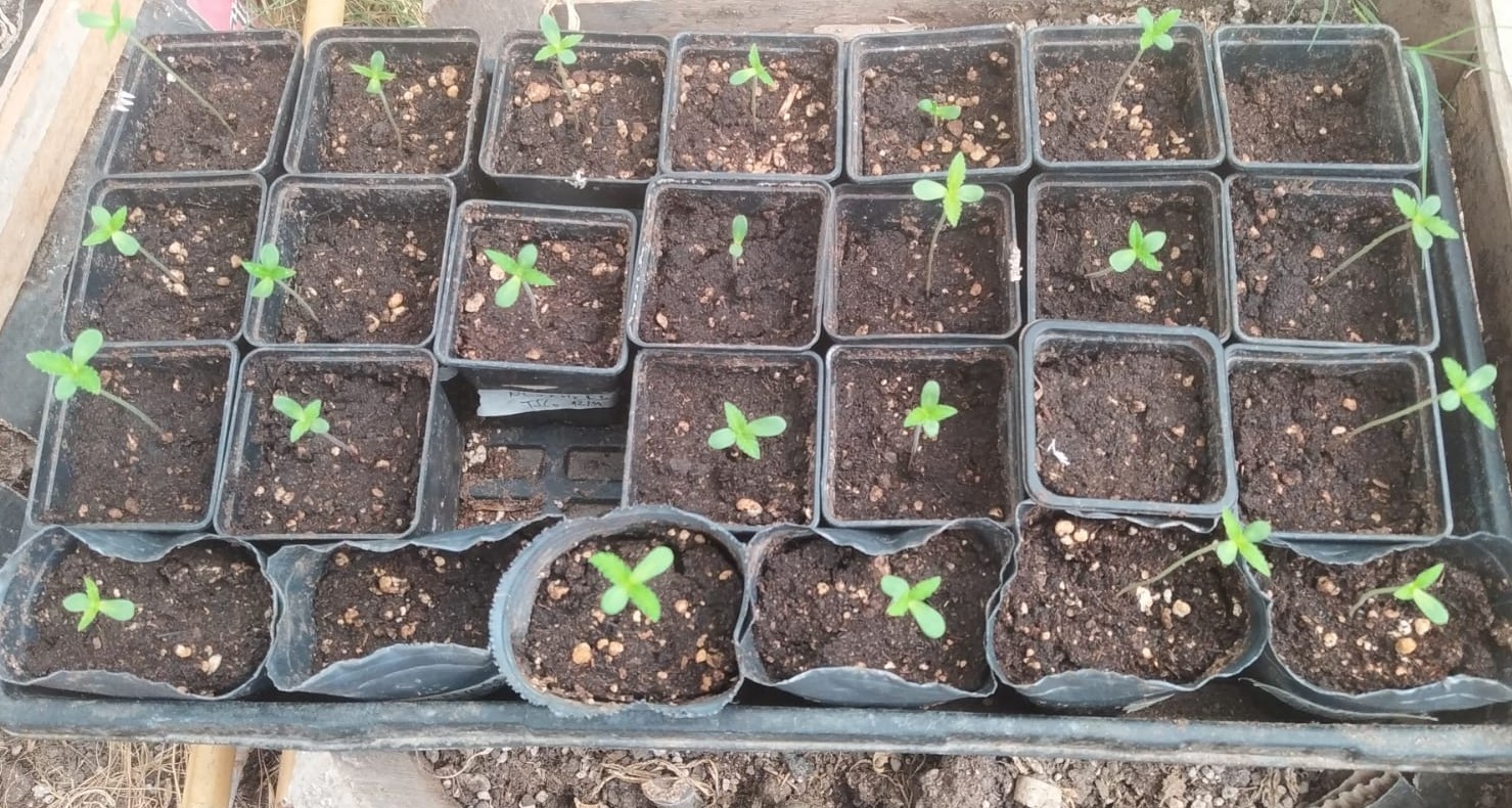 NL5 x Hz grow germination (2).jpeg