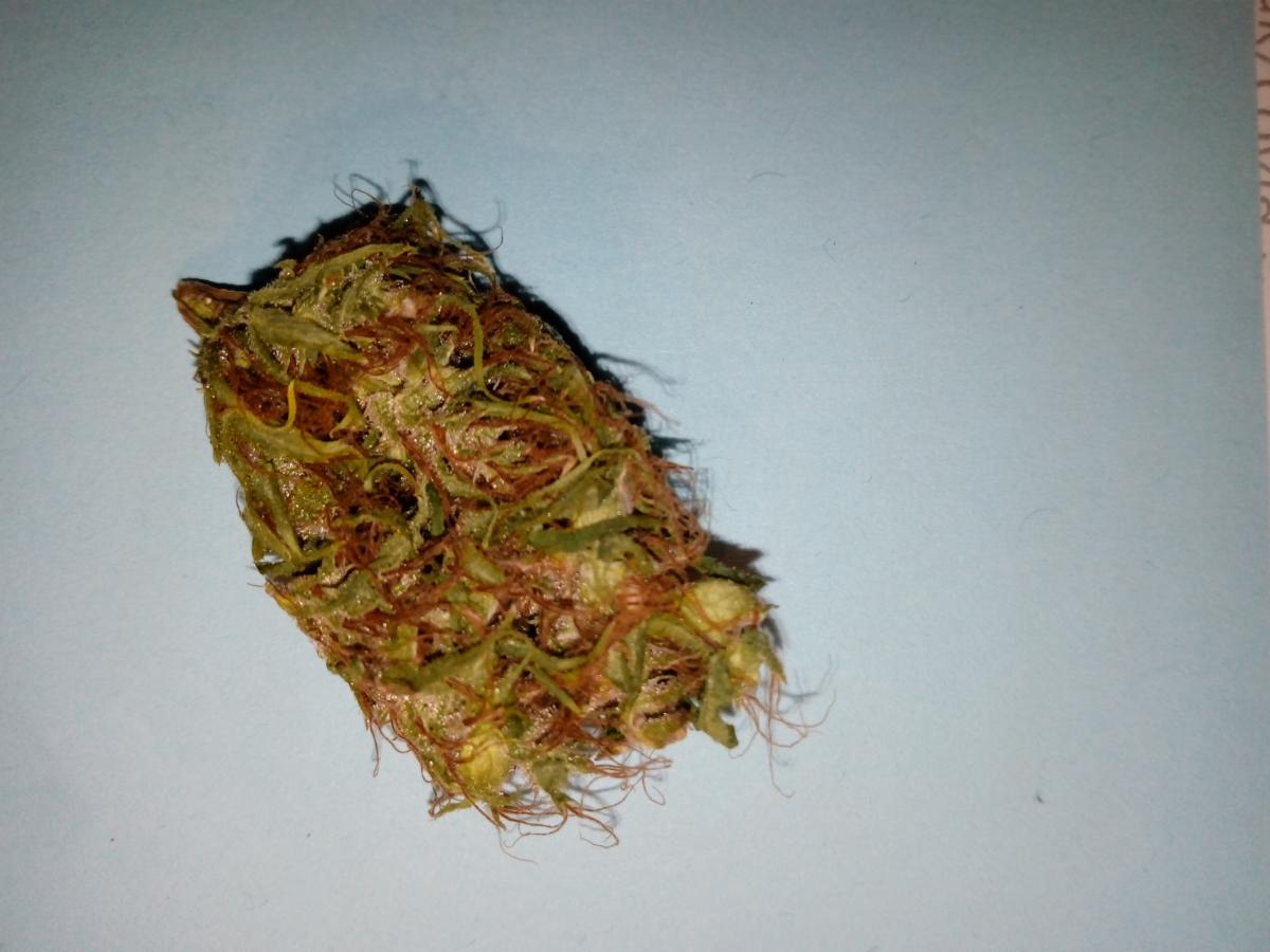 Click image for larger version  Name:	ojds outback haze nh21mm 3 outback pheno.jpg Views:	0 Size:	87.2 KB ID:	17973636