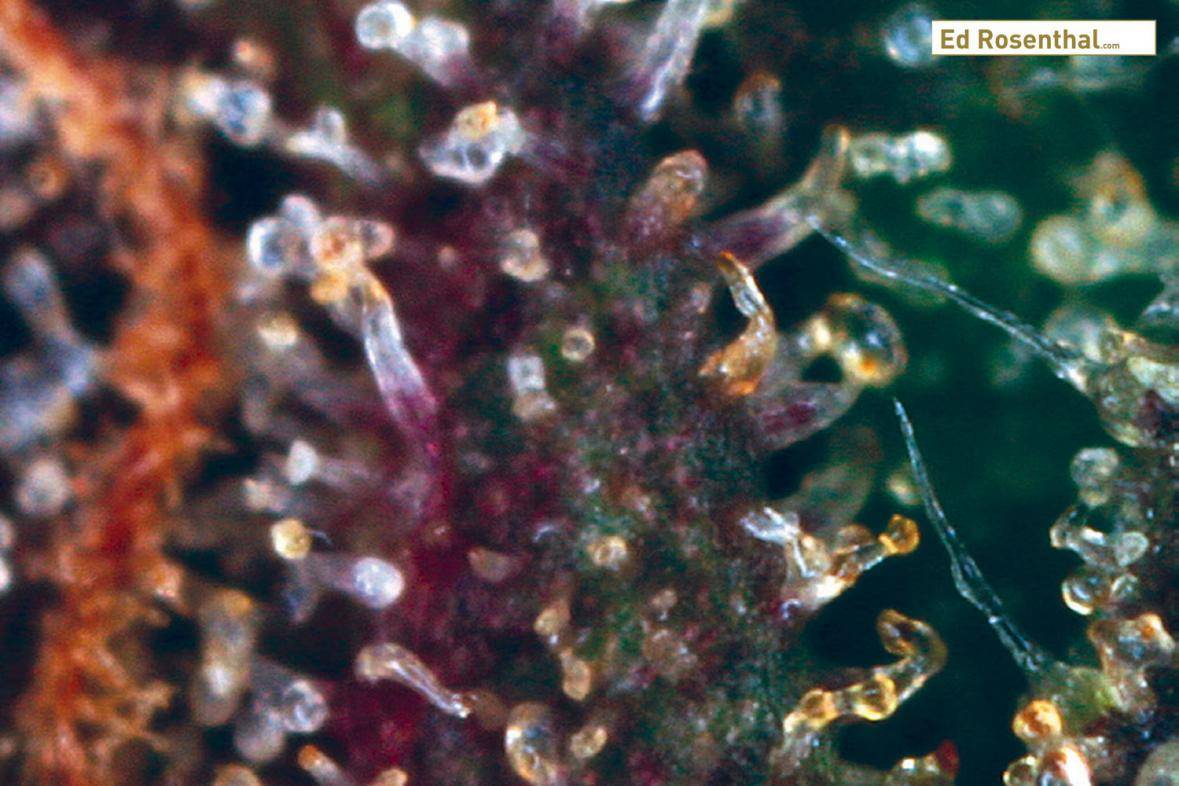 Click image for larger version  Name:	overripe-cannabis-trichomes_2_ed_rosenthal.jpg Views:	0 Size:	119.2 KB ID:	17885229