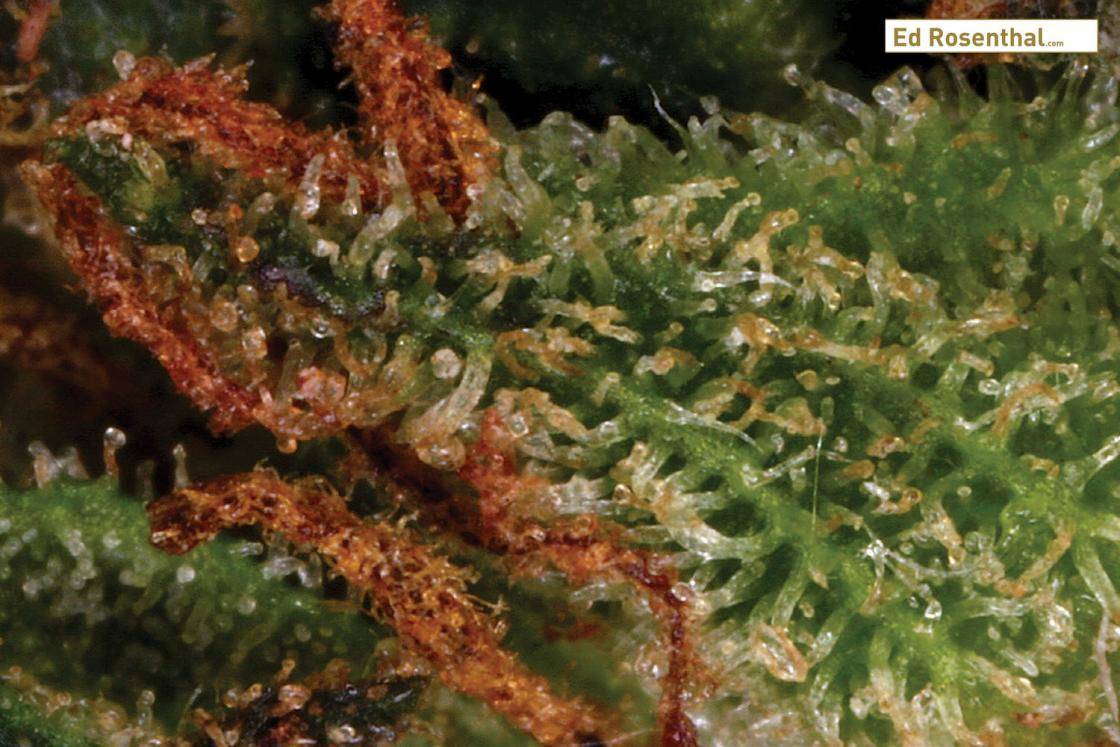 Click image for larger version  Name:	mature-cannabis-trichomes_2_ed_rosenthal.jpg Views:	0 Size:	131.0 KB ID:	17885227