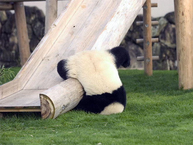 pandas-endangered1.jpg