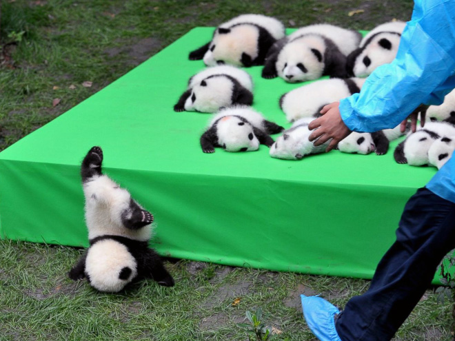 pandas-endangered3.jpg