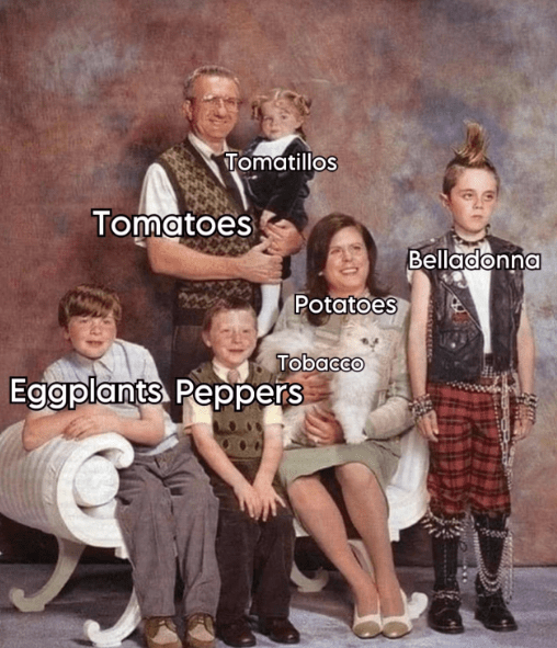 person-tomatillos-tomatoes-potatoes-tobacco-eggplants-peppers-belladonna-1800.png