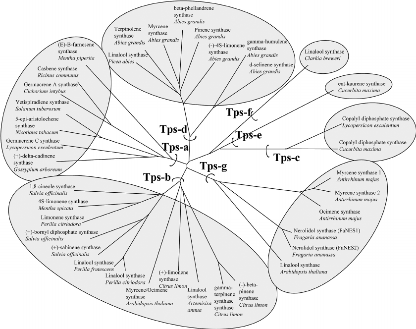 Phylogenetic-tree-illustrating-the-relationship-of-various-terpene-synthases-Subfamilies.png