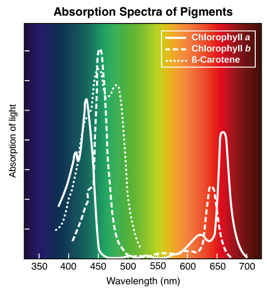 Pigments_absorption spectra.png