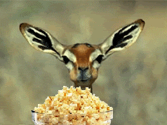 popcorn-gifs-3QXMcz.gif - Click image for larger version  Name:	popcorn-gifs-3QXMcz.gif Views:	1 Size:	271.4 KB ID:	17821085