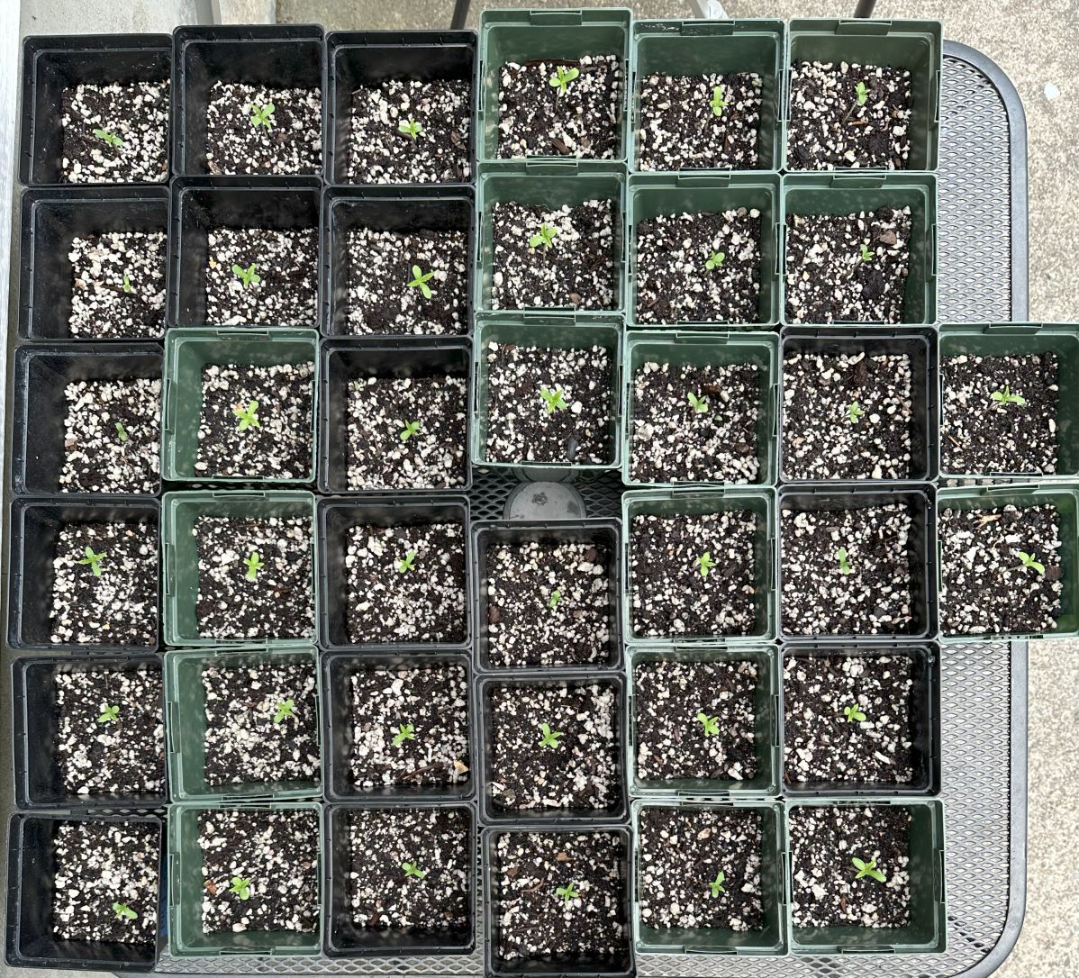 PR seedlings 7 days.jpg