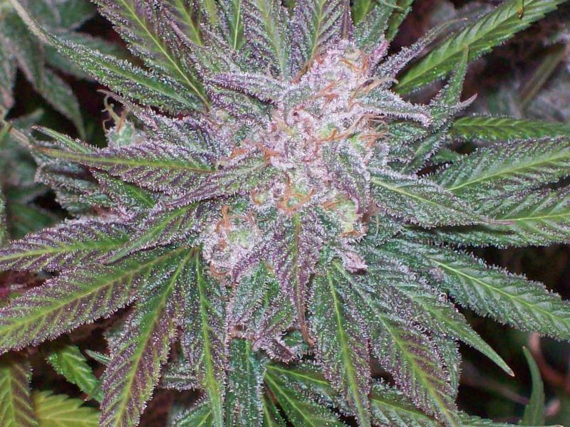 Click image for larger version  Name:	PURPLE URKLE 034.JPG Views:	0 Size:	130.3 KB ID:	17986587