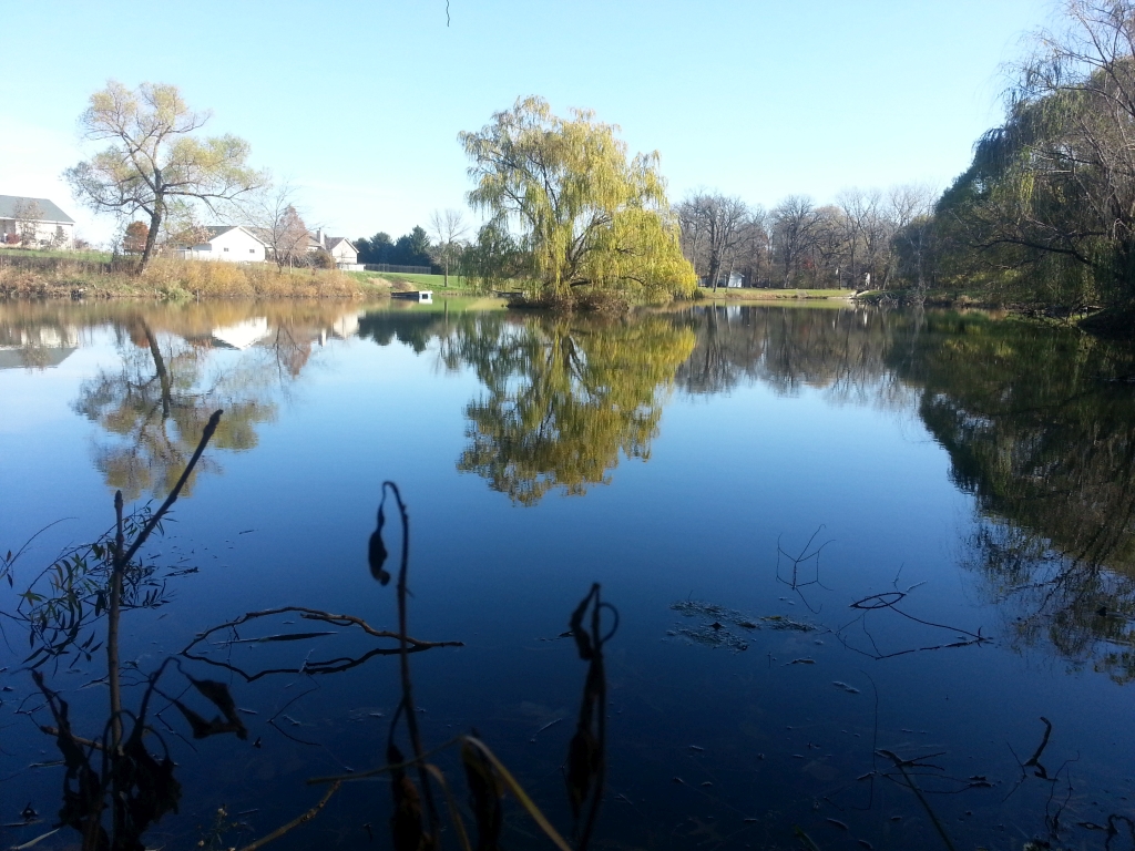 Quiet morning on the pond.jpg