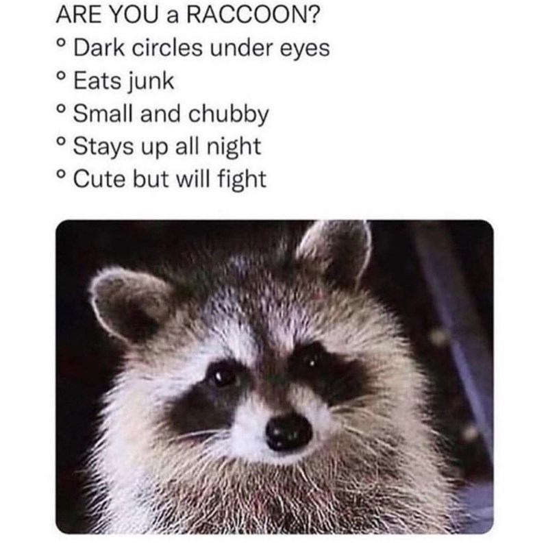 raccoon-dark-circles-under-eyes-eats-junk-small-and-chubby-stays-up-all-night-cute-but-will-f...jpeg
