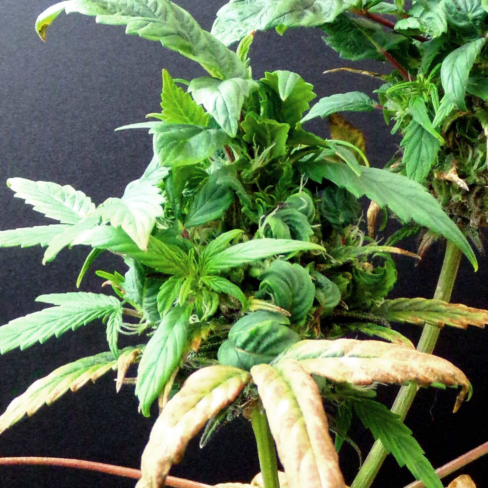 Regenerating-A-Cannabis-Plant.jpg