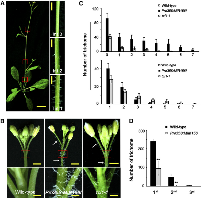 Regulation-of-Inflorescence-Trichomes-by-miR156-Targeted-SPL-Genes.png