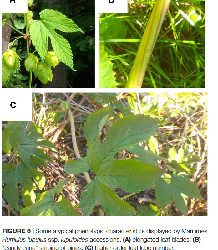 Screenshot 2022-07-16 at 15-39-01 Phytochemical Characterization of Wild Hops (Humulus lupulus...png