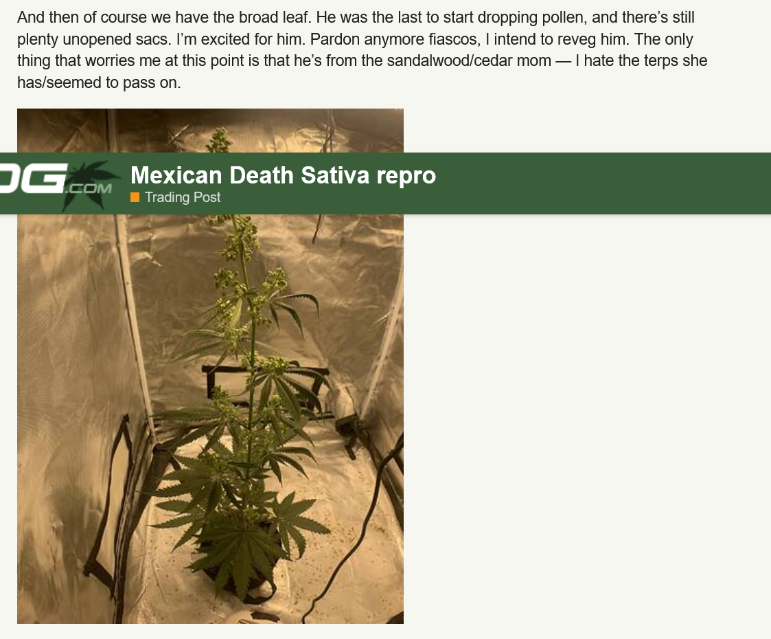 Screenshot 2022-10-17 at 12-29-59 Mexican Death Sativa repro - Overgrow.com.png