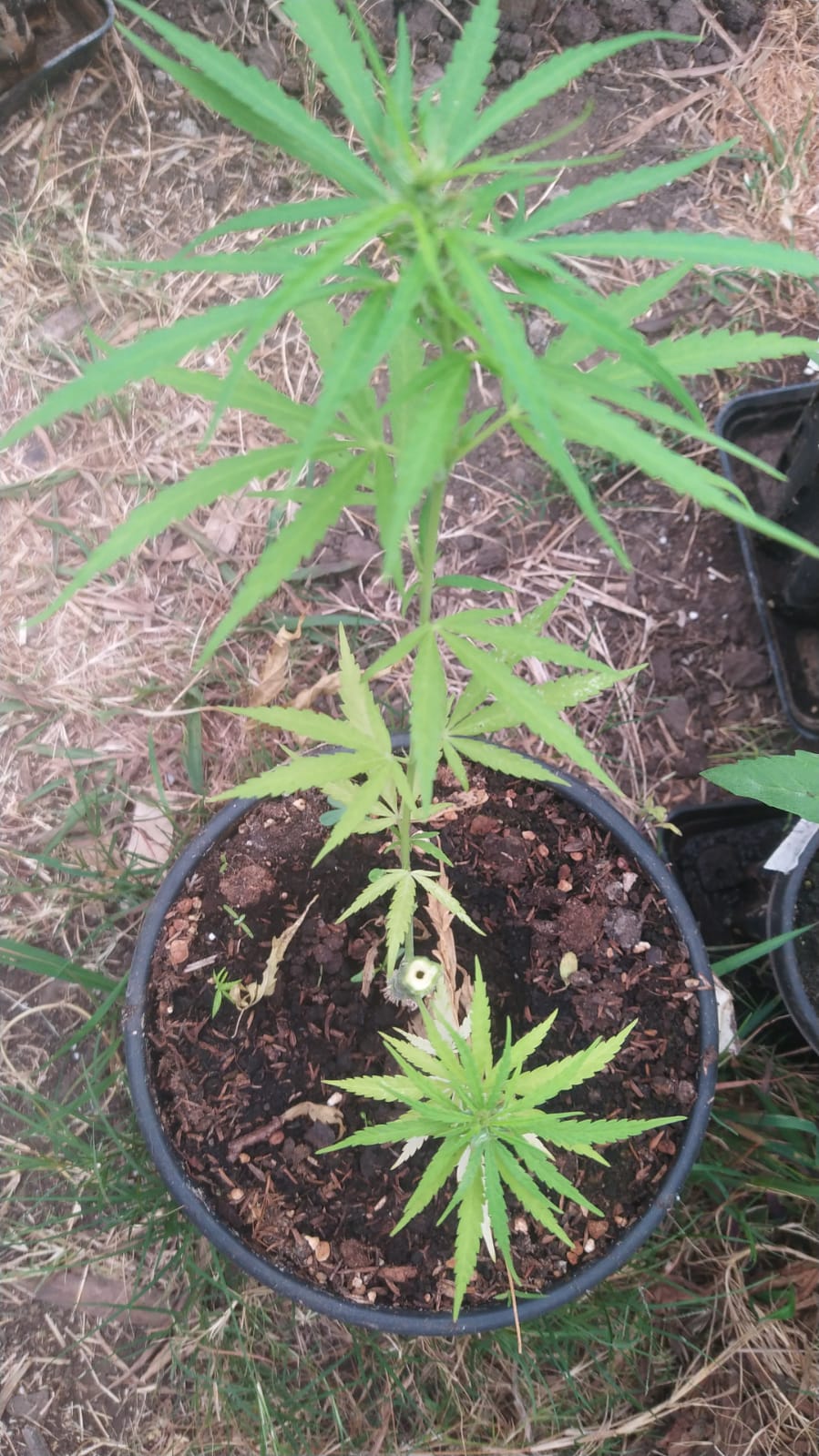 Seedsman hz mm fem 1 x n Thai hermie girl 3 3 hollow stem (1).jpeg