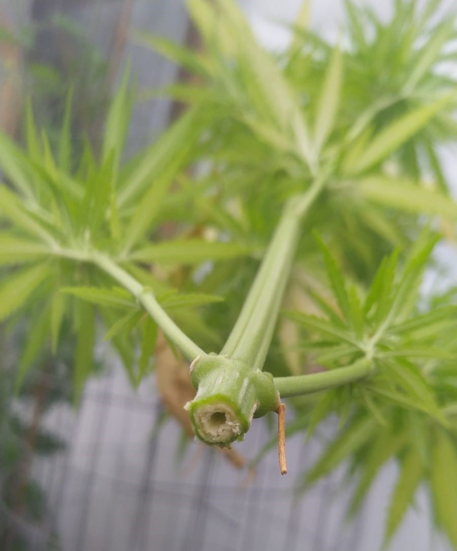 Seedsman hz mm fem 1 x n Thai hermie girl 3 3 hollow stem (2).jpeg
