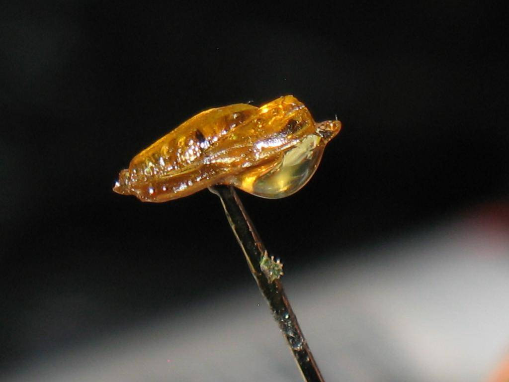 Click image for larger version  Name:	Shatter & 2nd Pass Distillate.jpg Views:	0 Size:	79.1 KB ID:	18088451