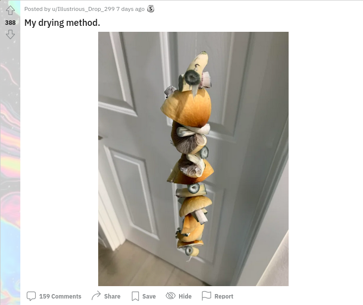 shroomdrying.png