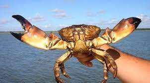 stone crab.jpg