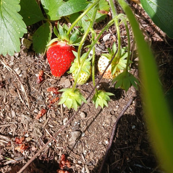 strawberry05202024.jpg