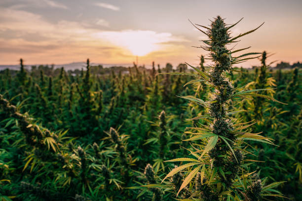 tall-stock-of-a-mature-herbal-cannabis-plant-ready-for-harvest-at-a-cbd-oil-hemp-marijuana.jpg