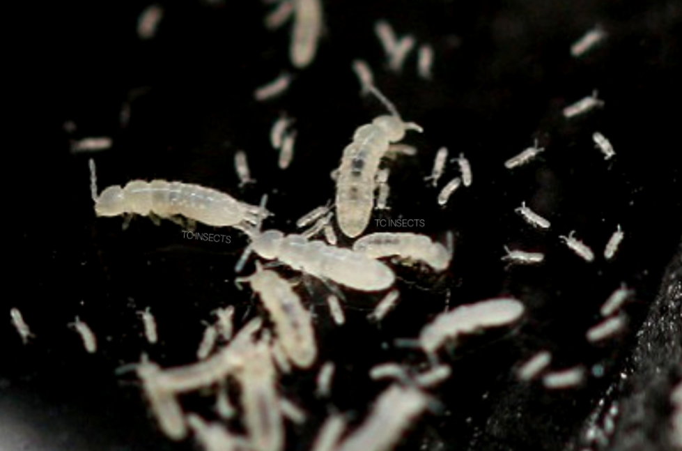 Temperate-Springtails.png