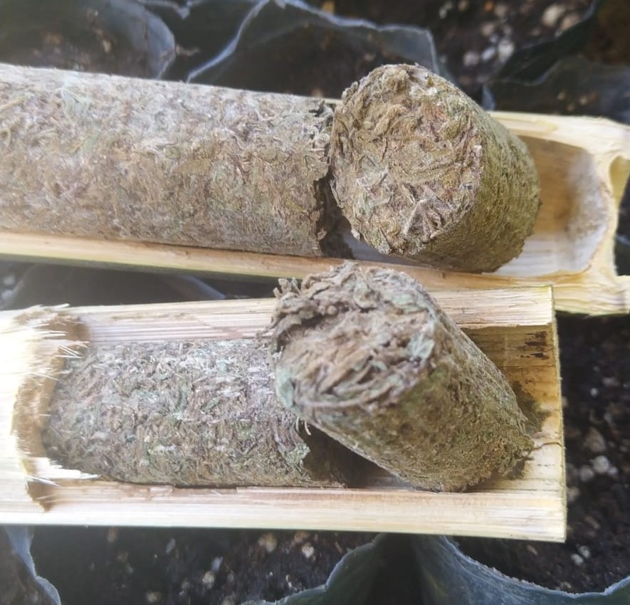 Thai haze Bamboo cure front dry back moist (2).jpeg