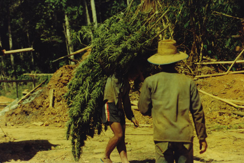 Thai-Stick_harvesting.jpg