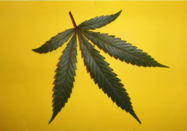 ukcheese-leaf.jpg