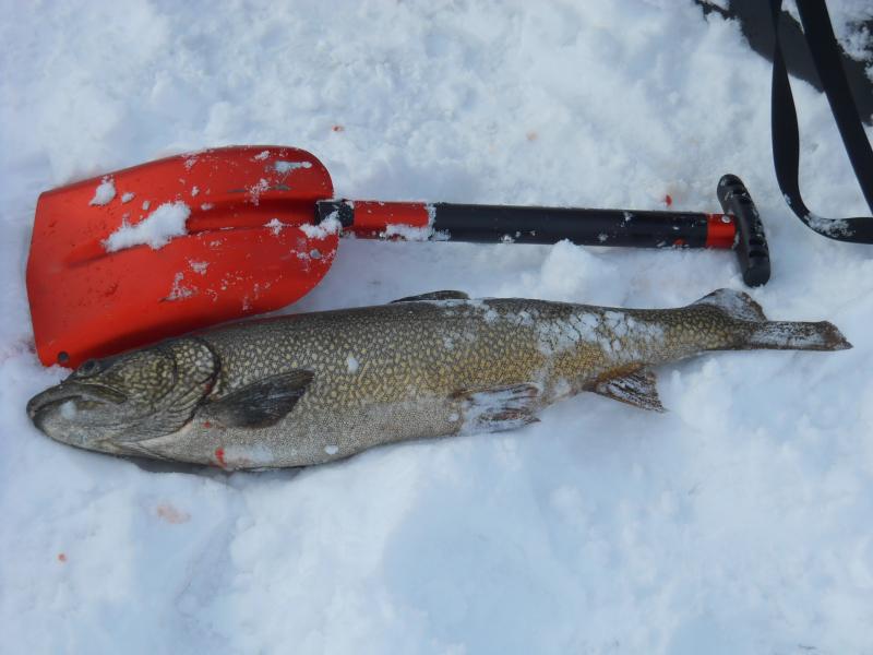 Click image for larger version  Name:	Unfortunate Lake Trout at Copper Lake Solo Trip.JPG Views:	0 Size:	49.6 KB ID:	18098873