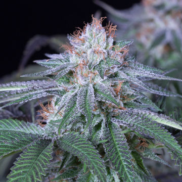 velvet-octane-humboldt-seeds-femaleseeds-cannabis-hanf.jpg
