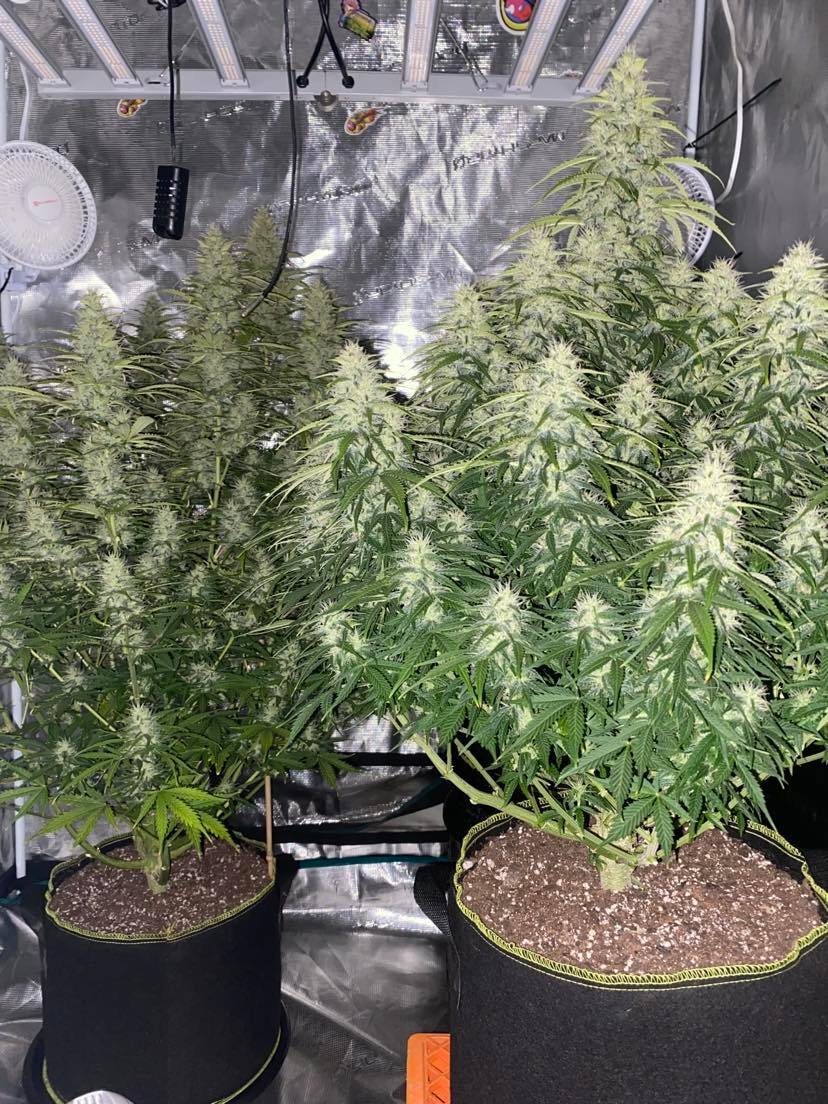 Watermelon Zkittles Autoflowers , Day 65 🙂 Grown under the Mars Hydro FC4800 combined with the...jpg