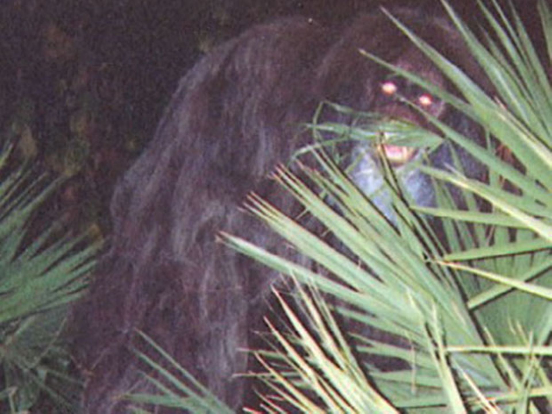 xl_1367b5-skunk-ape-featured.jpg