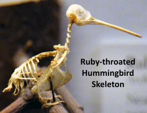 xruby-throated-hummingbird-skeleton.jpg.pagespeed.ic.ZGmC26SaSt.jpg